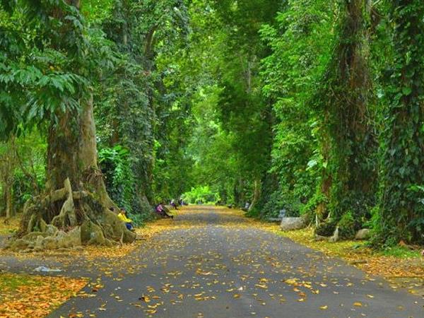 kebun raya bogor