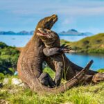 Pulau Komodo